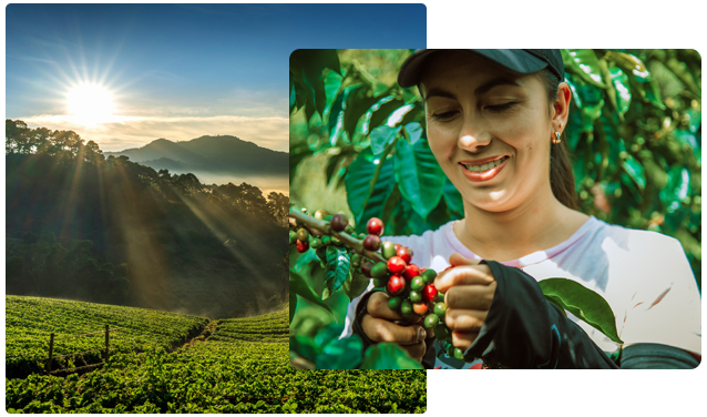 Colombian Coffee farmers
